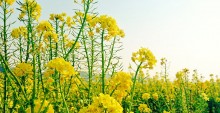 IMG_sorwg0