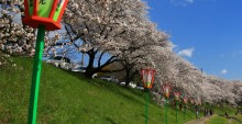 okayama_sakura_carnival2015