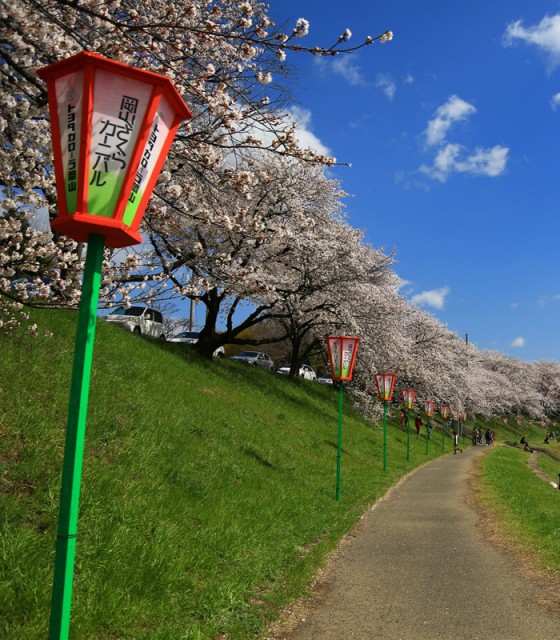 okayama_sakura_carnival2015