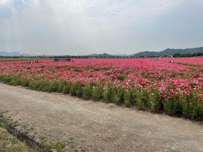 5月11日ブログ用 (2)